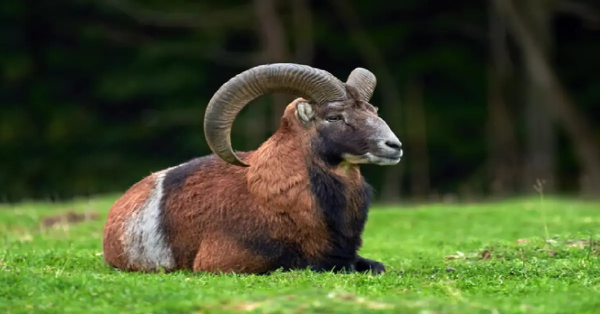 animal:70-winu7evk= ram